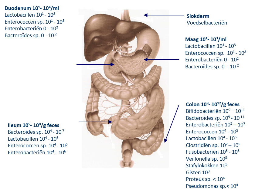 samenstelling darmbiota in maagdarmkanaal